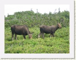 Moose - Western Brook Pond 5 * 2592 x 1944 * (1.87MB)